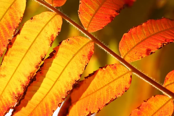 Close-up of autumn leaves. — Stock Photo, Image