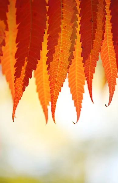 Branch of tree with autumn leaves. — Stock Photo, Image