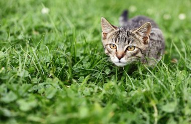 otların arasında gizlenen kitty