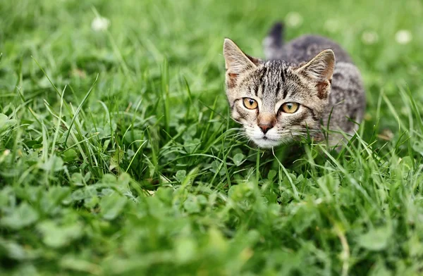 Kitty číhají v trávě — Stock fotografie