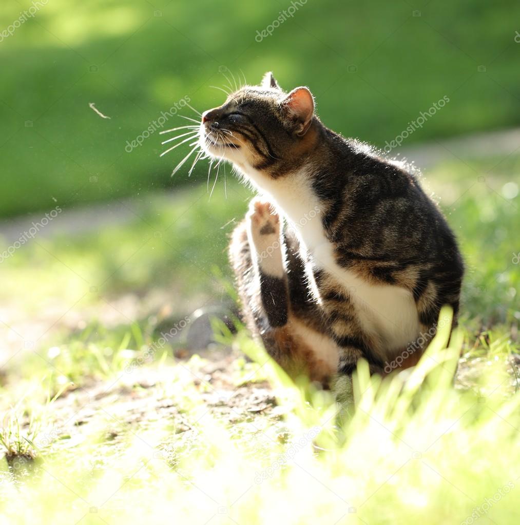 Scratching cat int the garden