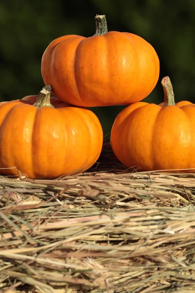 Pumpkins on straw. — Stock Photo, Image