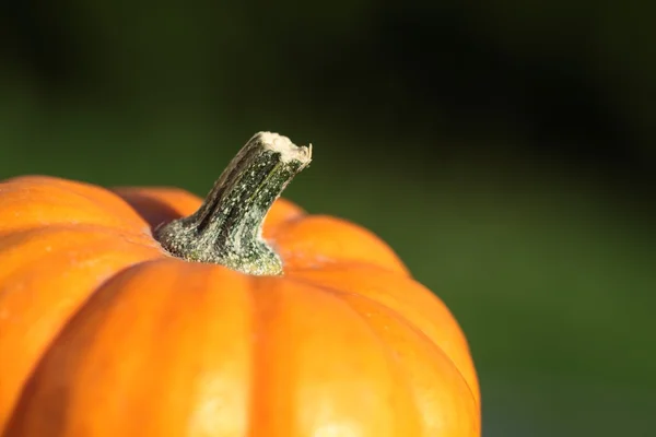 Pumpkin — Stockfoto