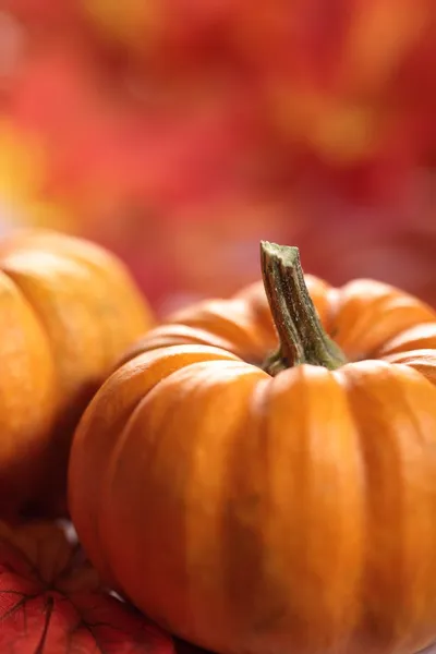 Pumpkin — Stock Photo, Image