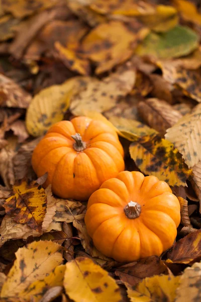 Pumpkins — Stock Photo, Image