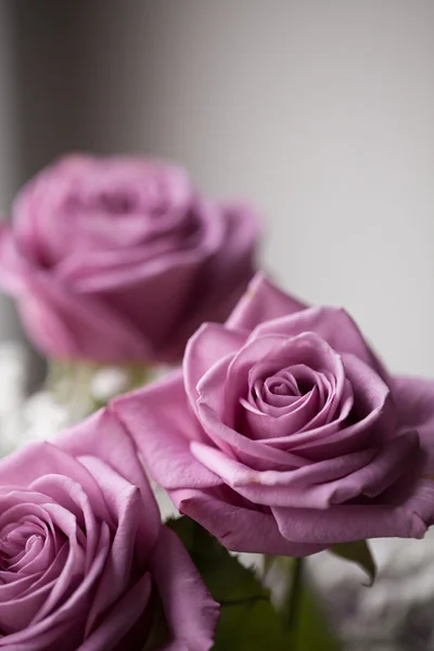 Romantische rozen — Stockfoto