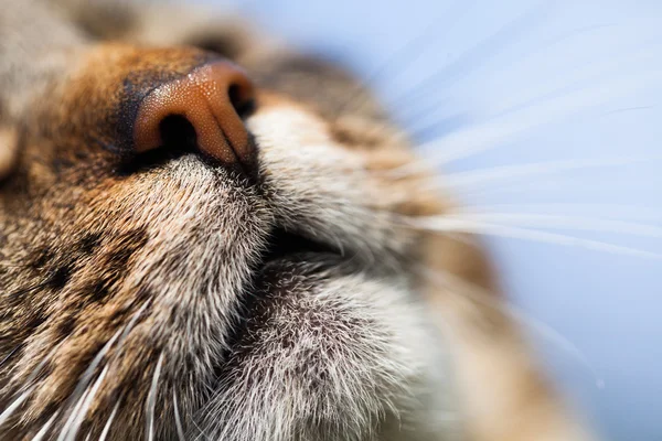 Cabeza de gato al aire libre — Foto de Stock