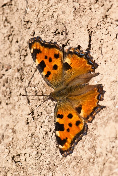 Butterfly on the ground — Stock Photo, Image