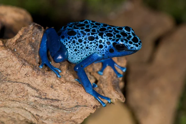 Blauwe kikker — Stockfoto