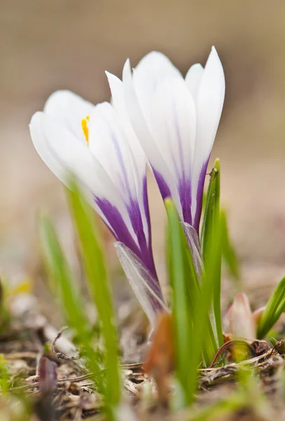 Two crocus — Stock Photo, Image