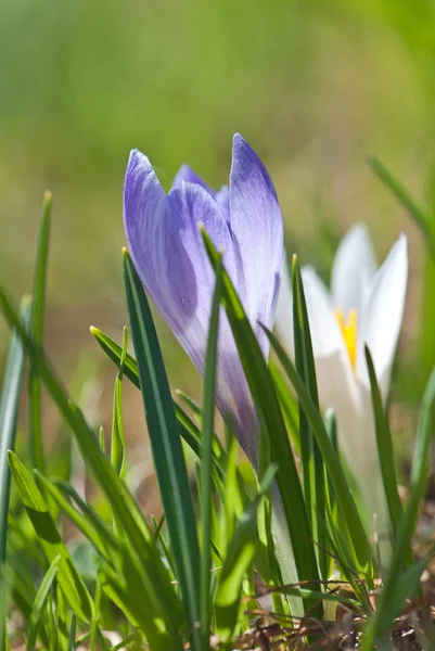 White and purple crocuses — Stock Photo, Image