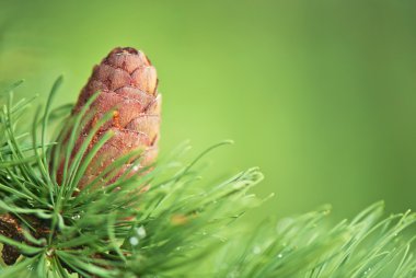 Karaçam ağacı dalı koni ile