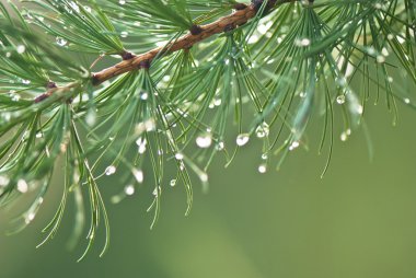 Larch tree branch on a green background with water drops after rain stock vector
