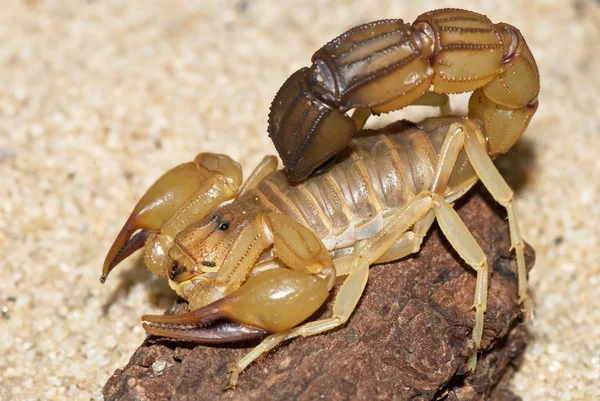 Ağaç kabuğu üzerinde Akrep