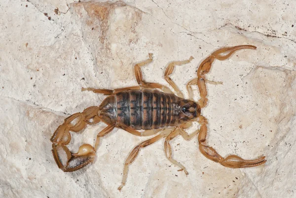 Scorpion on a rock — Stock Photo, Image