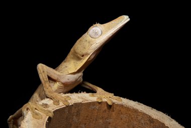 Ağaçtaki kertenkele