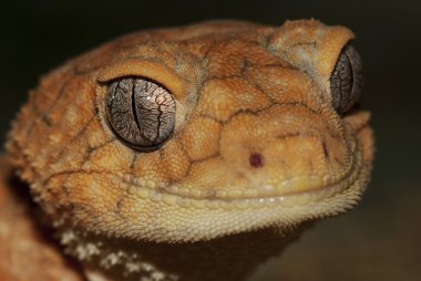 portrait of a lizard clipart
