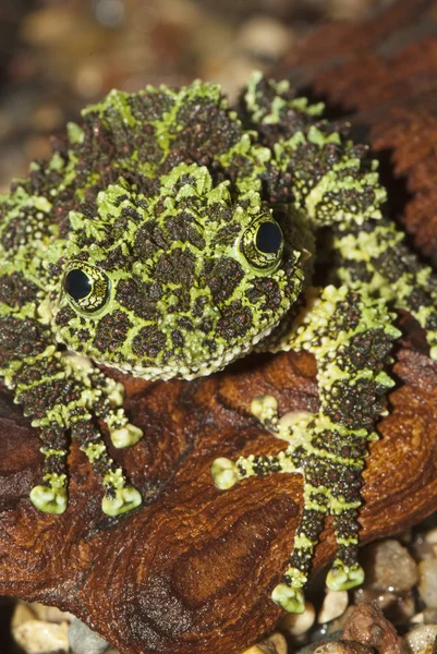 Czarny i zielony żaba — Zdjęcie stockowe