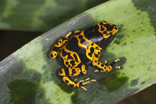 Frog on a leaf plants — Stock Photo, Image