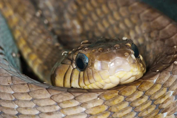 Ritratto di un serpente — Foto Stock