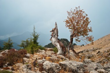 Dağlardaki ağaç