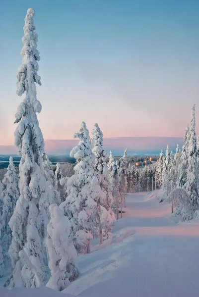 karla kaplı Ladin günbatımı üzerinde