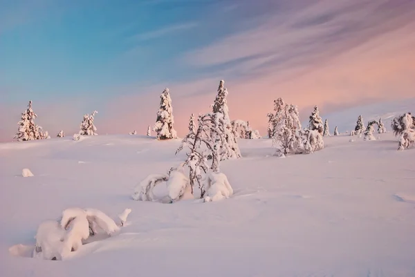 Pôr do sol sobre a tundra — Fotografia de Stock