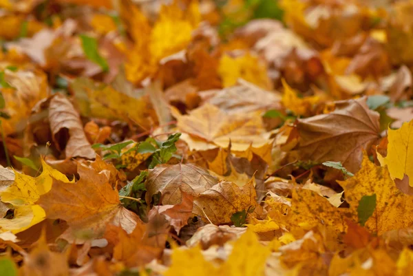 Feuilles d'automne tombées — Photo