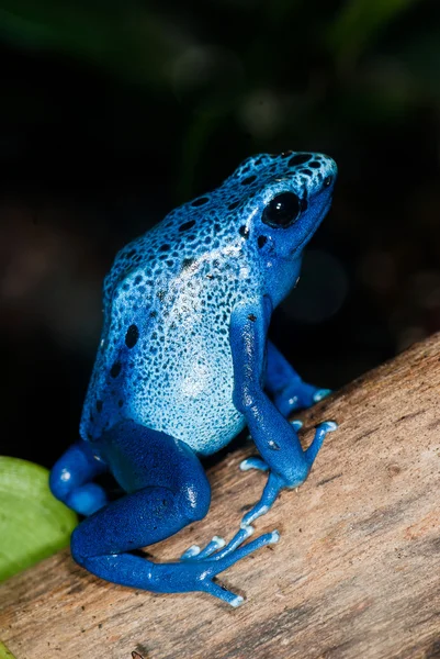 Blue frog — Stock Photo, Image