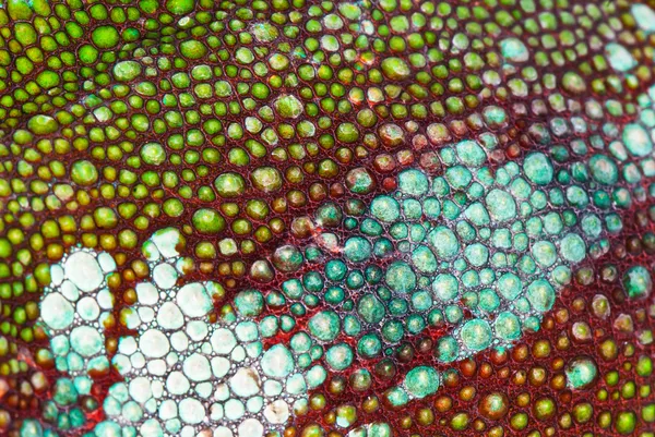 Chameleon skin — Stock Photo, Image