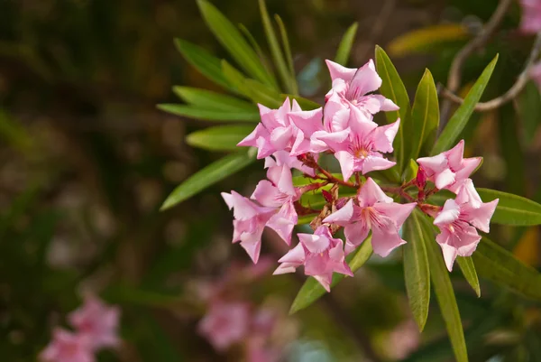 Zweig mit Blumen — Stockfoto