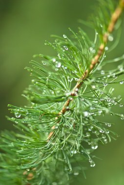 Karaçam ağacı dalı