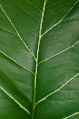 yaprak yeşil arka plan