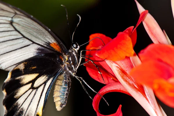 Schmetterling auf einer Blume aus nächster Nähe — Stockfoto