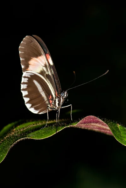 yaprak bitkiler üzerinde Kelebek