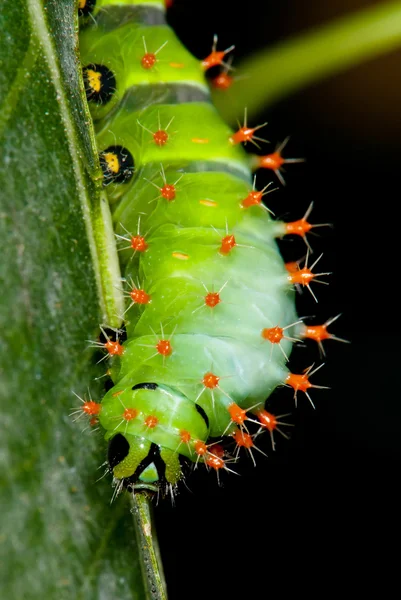 Green caterpillar on a leaf plants — Stock Photo, Image