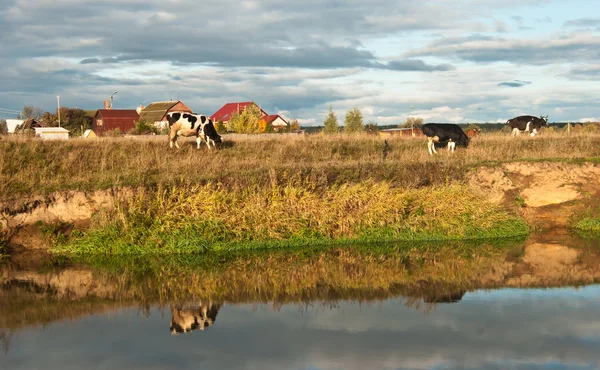 Pastoreio de vaca em um campo — Fotografia de Stock