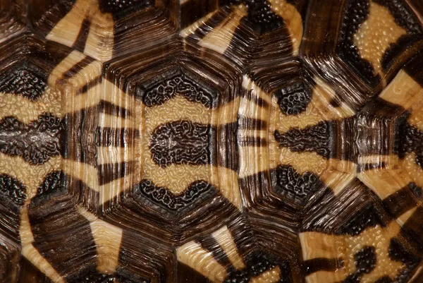 kaplumbağa kabuğu, arka plan