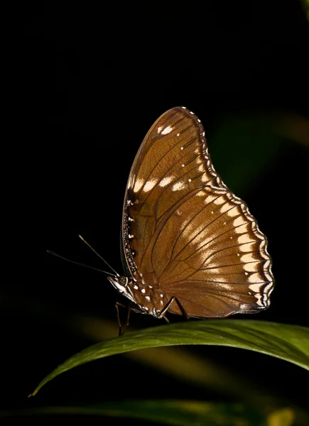 Brązowy motyl na liści roślin Zdjęcia Stockowe bez tantiem