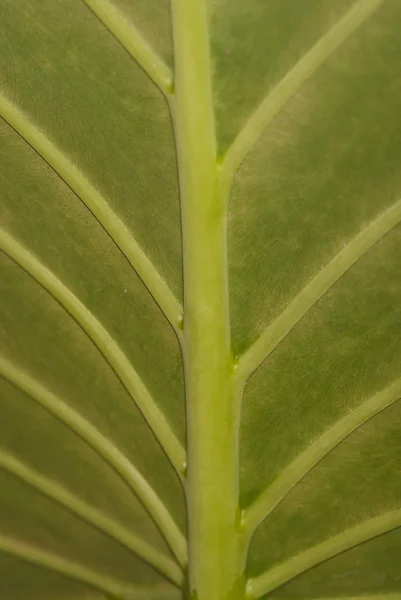 Liść zielony, tło — Zdjęcie stockowe