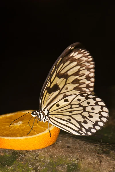 Mariposa sobre naranja —  Fotos de Stock