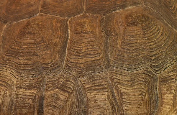 Черепаховый панцирь, фон — стоковое фото