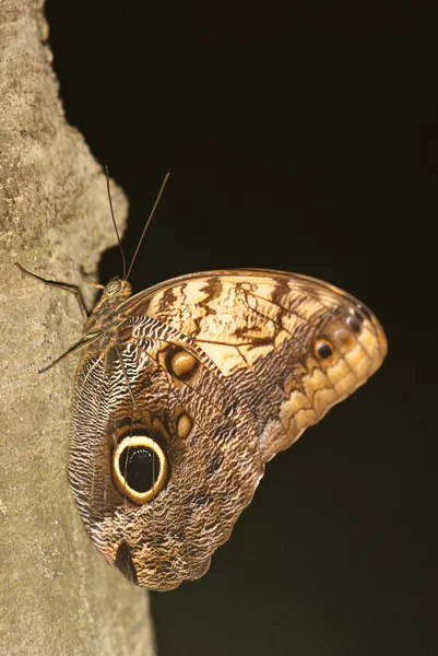 Vlinder aan boomschors — Stockfoto