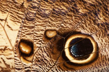 Kelebek kanadı, arka plan