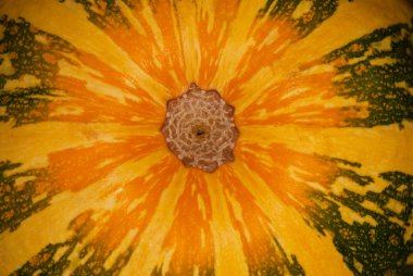 çizgili kabak, arka plan