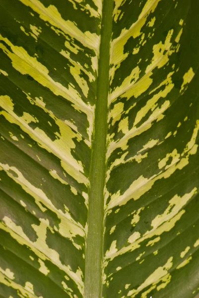 Dieffenbachia fondo de la hoja —  Fotos de Stock