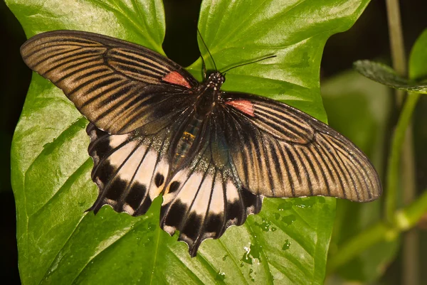 Papillon sur feuille — Photo