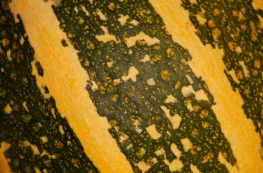 çizgili kabak, arka plan