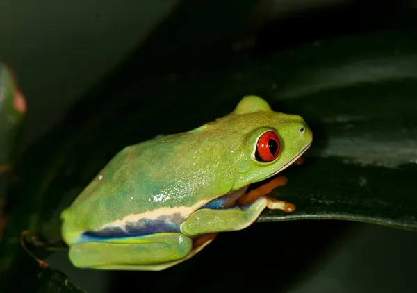 Grenouille verte sur une feuille — Photo