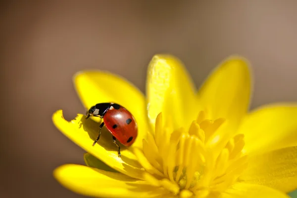 Coccinelle sur fleur — Photo